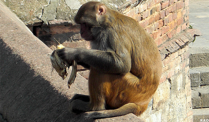 Pet Animals Meaning In Nepali May Affect The Worth Of A Pet.