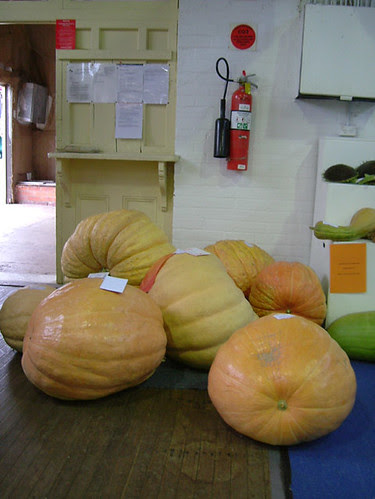 pumpkins