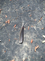 feather