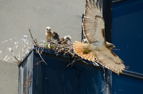 Buzz Leaving Nest with Chicks in Background