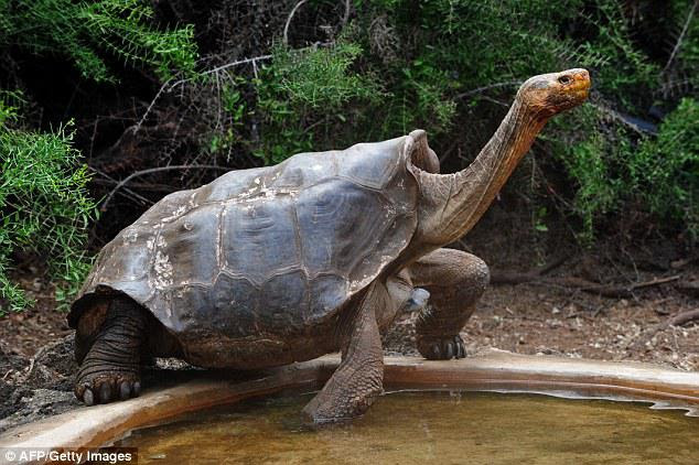 Diego (pictured) gets his name because he was brought to the Galapagos islands from San Diego Zoo in California in the 1960s