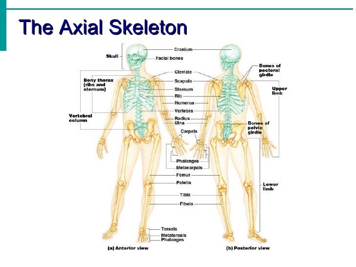 Human Bone Anatomy Ppt : 03 Skeletal System Ppt / Mckinley&o'loughlin