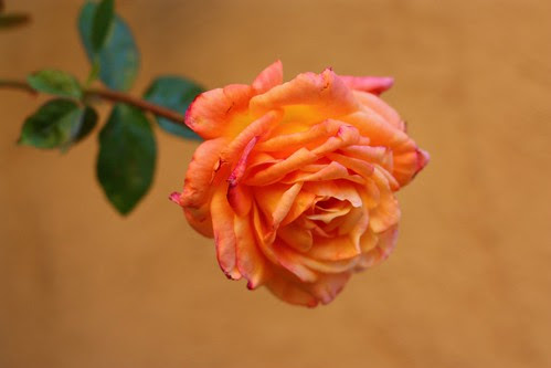 Christmas Rose 24Dec09