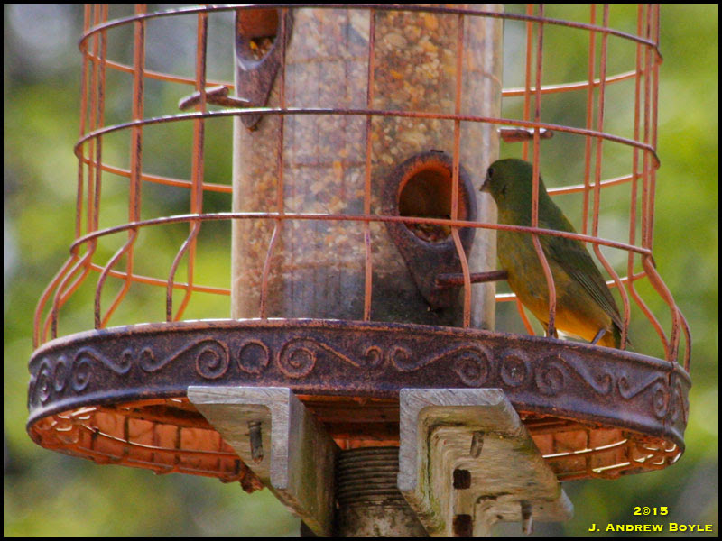 Painted Bunting Painted Bunting