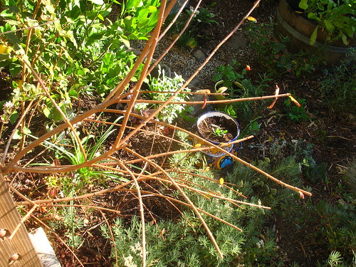 Keckiella cordifolia