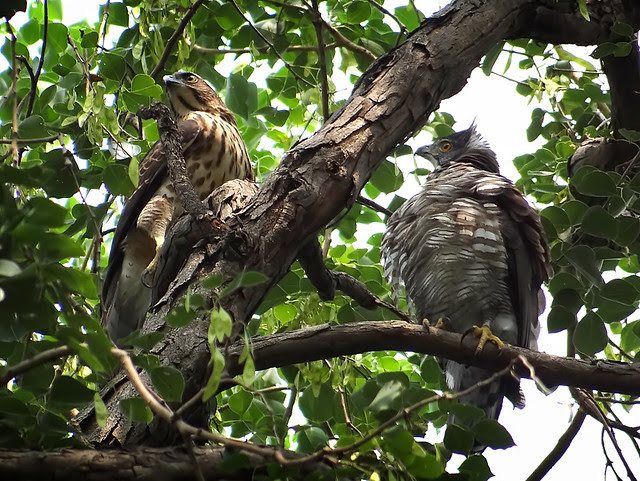 鳳頭蒼鷹/無限台南