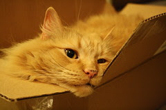 Jasper in the box