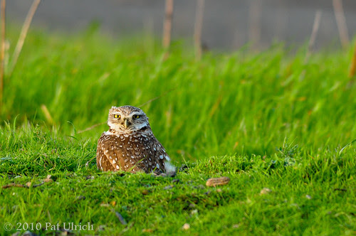 Burrowing Owl Staredown