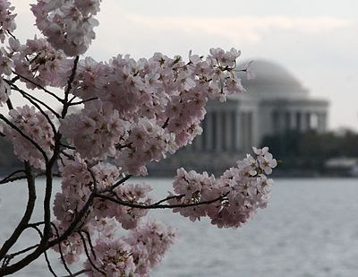 Traditional Japanese view of the cherry blossoms (sakura) with reflecting water and a shrine (the Jefferson Memorial) in Washington, D.C..