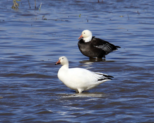 Snow Goose