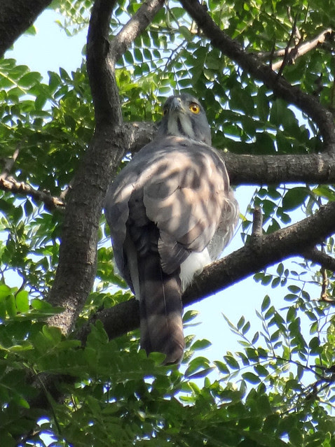 鳳頭蒼鷹/無限台南