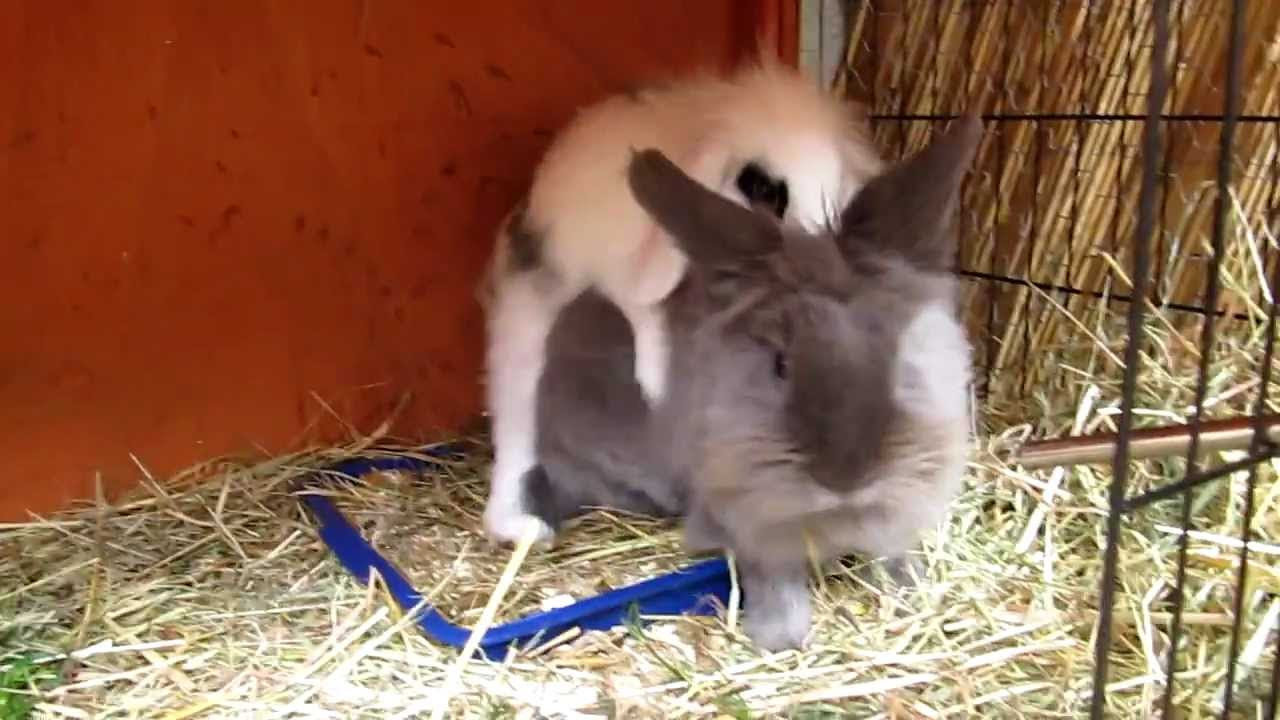 Tierheim Köln Zollstock Kaninchen