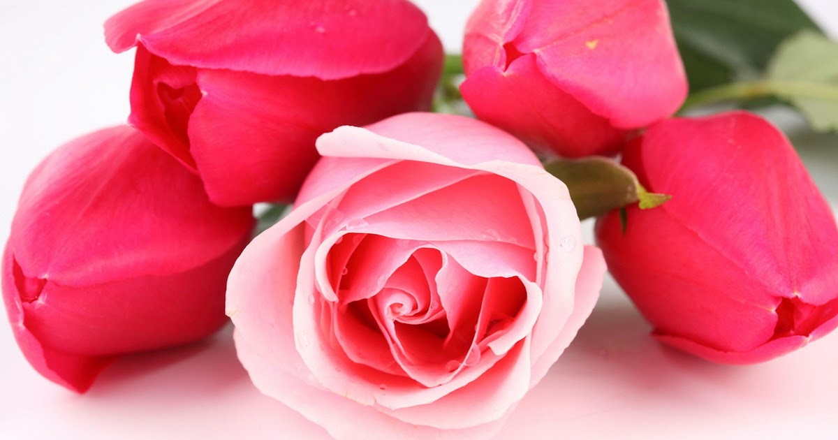1080p Images: Red Rose Wallpaper Hd 1080p Free Download