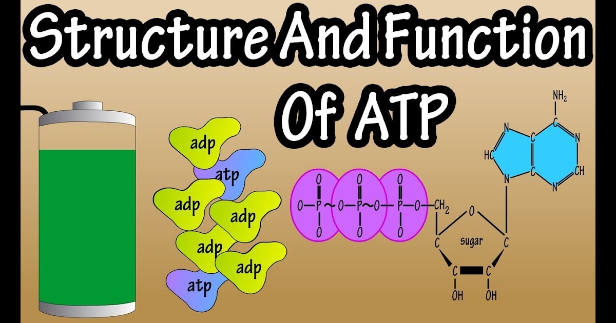 Why Is Atp And Adp Important Wasfa Blog