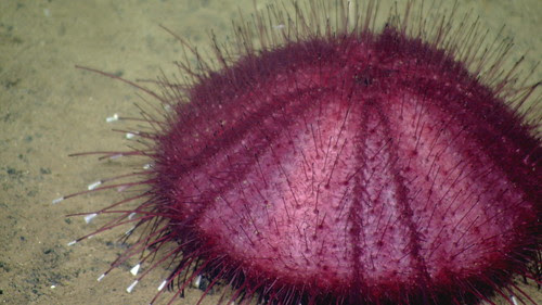 Spiny sea urchin