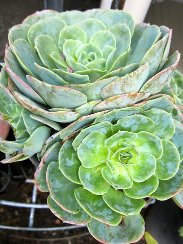 Echeveria imbricata
