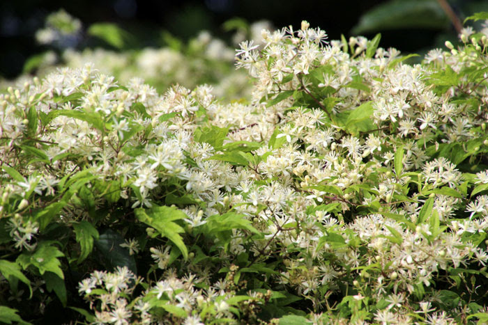 [最も人気のある！] つる植物 雑草 白い花 316831つる植物 雑草 白い花 Jozpictsihuta