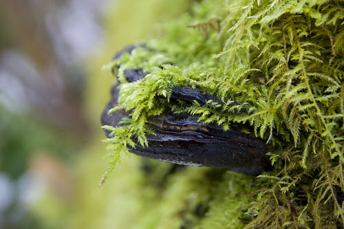 moss coated polypore