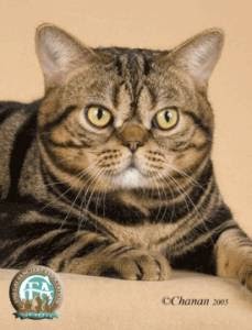 Life is Awesome: American Shorthair (ASH)