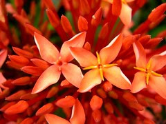 花蕊