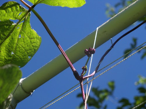 purple bean