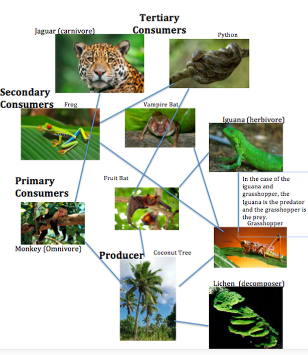 √ amazon rainforest food web decomposer 242646