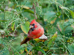 Cardinal in Wildflower Meadow