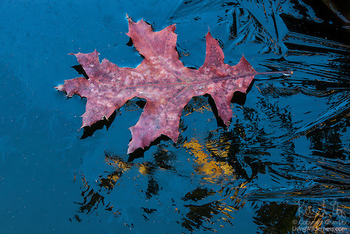 Oak Leaf Floating on Frozen Pond, Snohomish County, Washington