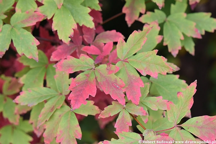 Klon strzępiastokory - kolory liści