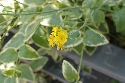 Cute yellow flower