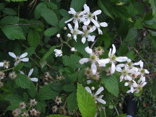 blackberry flowers plants berries flower scientific wild close texas blackberries foragingtexas types leaf thorns weed