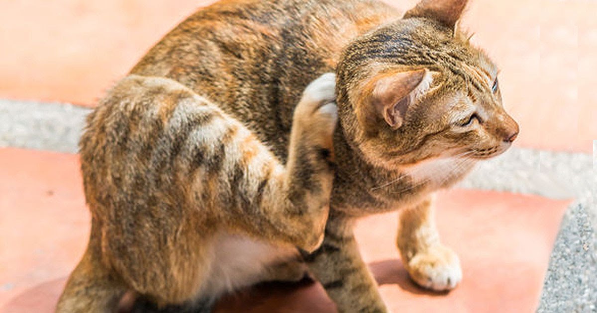 Ubat Kutu Manusia Untuk Kucing Rawatan r