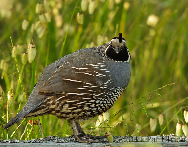 Quail against the grass - Pat Ulrich Wildlife Photography