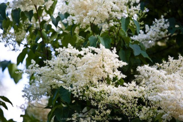 Busch mit weißen blüten