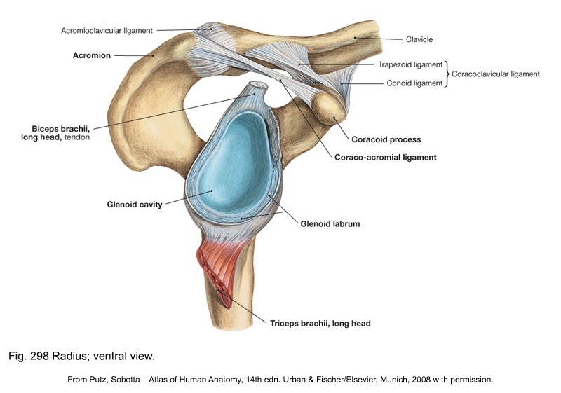 Conjoint Tendon Shoulder Anatomy / Conjoint Tendon Shoulder Anatomy