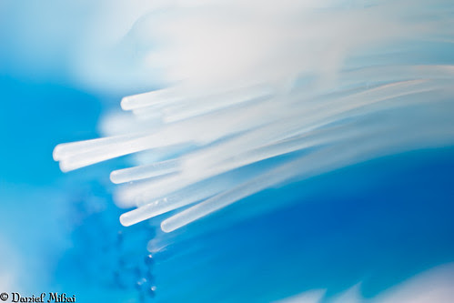 Bristles of a Toothbrush (macro)