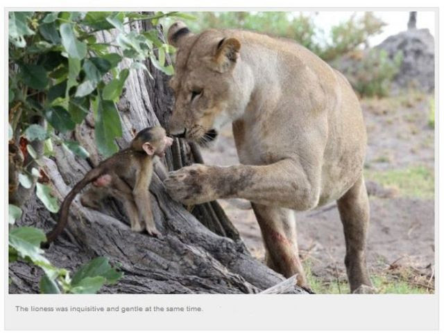 A Baby Baboon’s Unusual Meeting with a Lioness