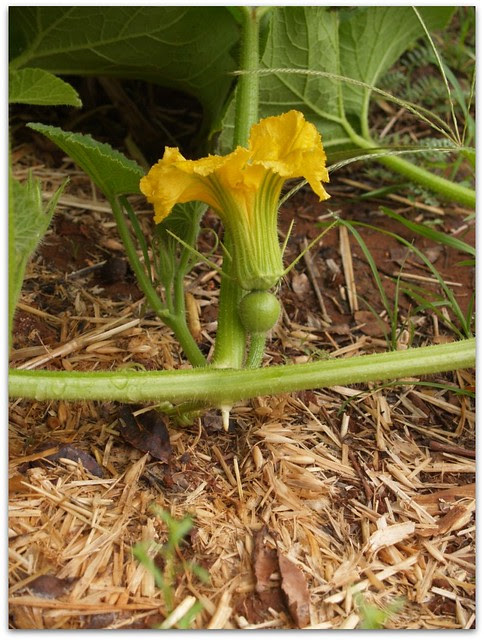 garden 2