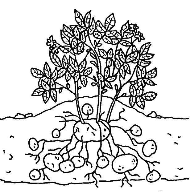 ausmalbild kartoffelpflanze  cartoonbild