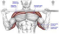 Fitness and Muscle Work