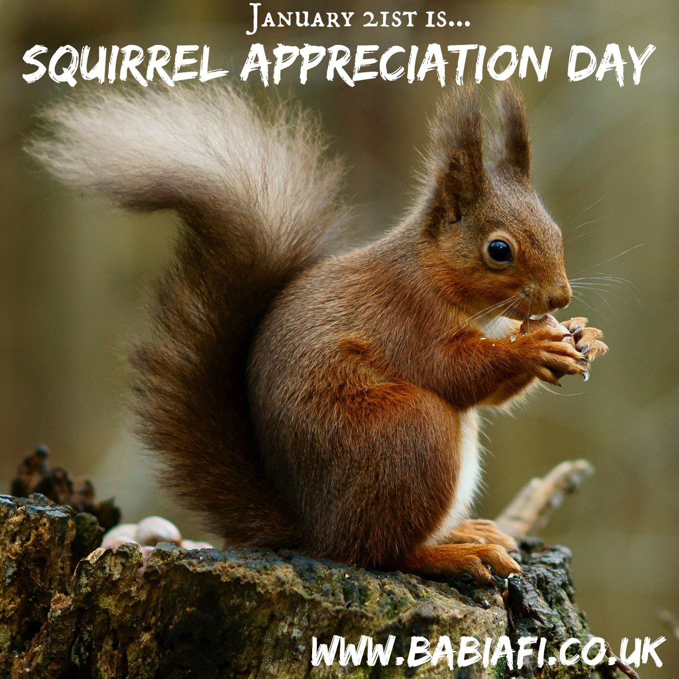 January 21st is Squirrel Appreciation Day