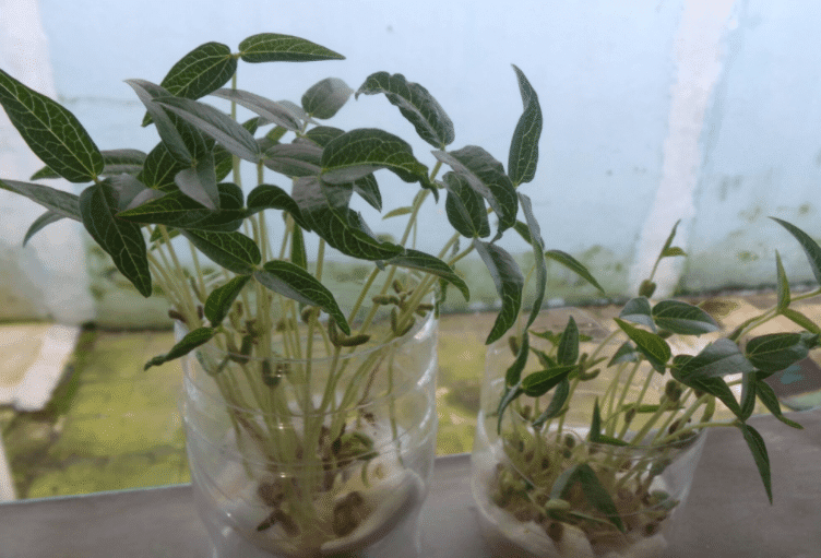 TIPS cara menanam bawang merah di gelas aqua - Petani bawang