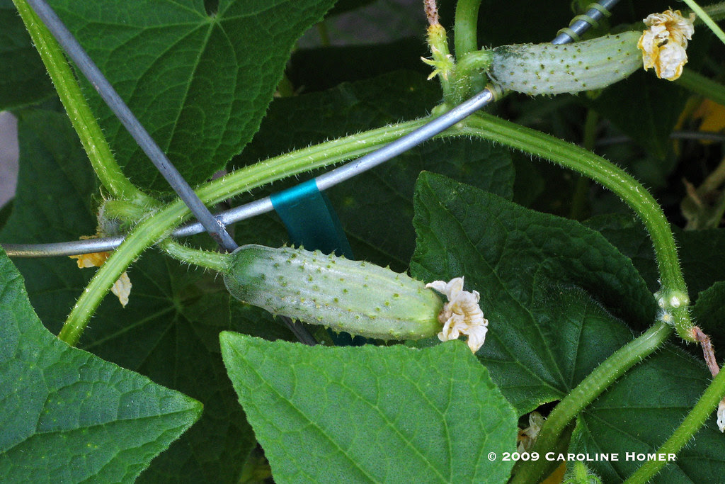 Baby pickling cucumbers