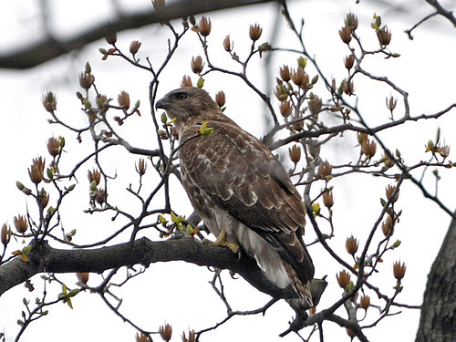Fort Washington Park Red-Tail
