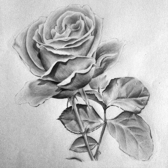 Beautiful Pencil Drawings Of Roses - pencildrawing2019