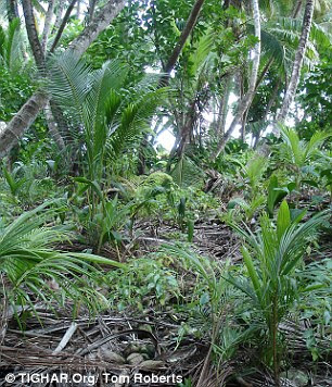 His team has combed through the beaches and jungles on the island, but have found little tie to the 1930s on this expedition