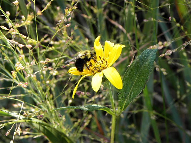 DSCN4387 Bee, flower