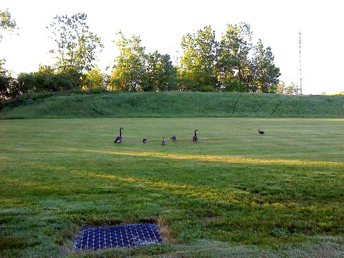 The Goose family IV