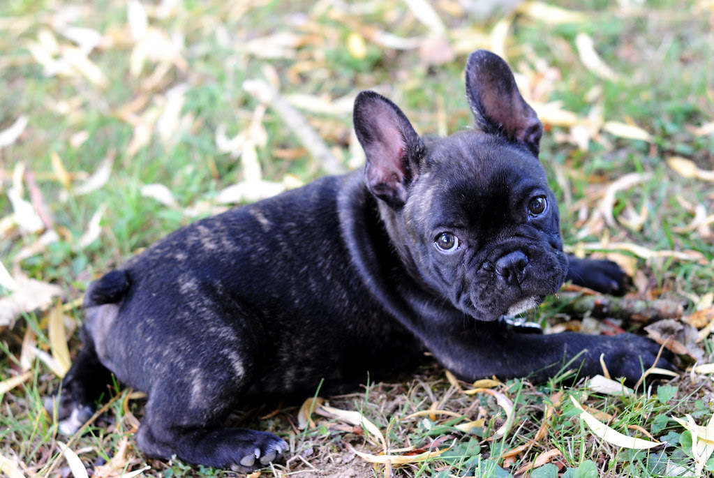 Griffin, bouledogue français