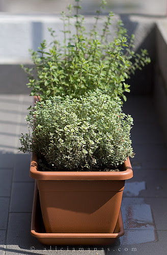 Le erbe del mio "giardino"